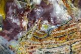 Colorful Petrified Wood (Araucarioxylon) Slab - Arizona #111103-1